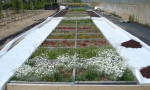  Plant trials at Fondazione Minoprio, Italy - ii